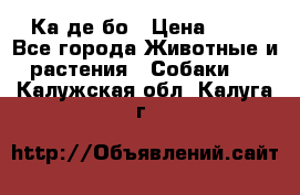 Ка де бо › Цена ­ 25 - Все города Животные и растения » Собаки   . Калужская обл.,Калуга г.